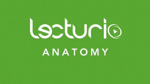 Lecturio Anatomy