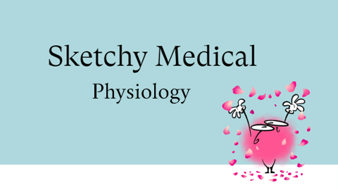 Sketchy Physiology